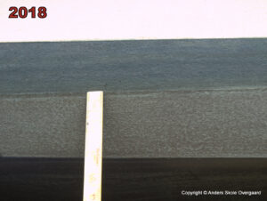 Coppercoat tæt på - efter sæson 2018 grønt overvandet - brunt under vandet