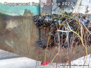 Efter sæson 2022 - Coppercoat lige taget op af vandet, slim